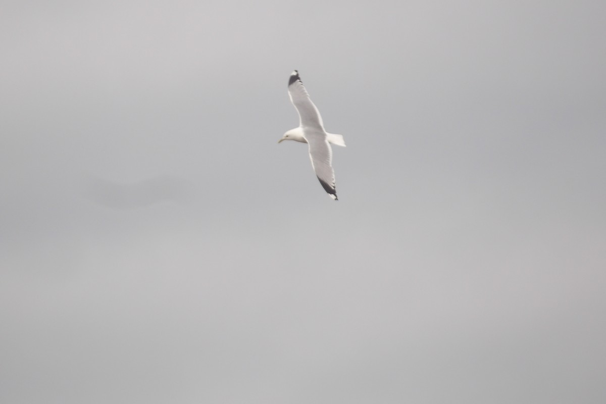 Common Gull - ML638142895