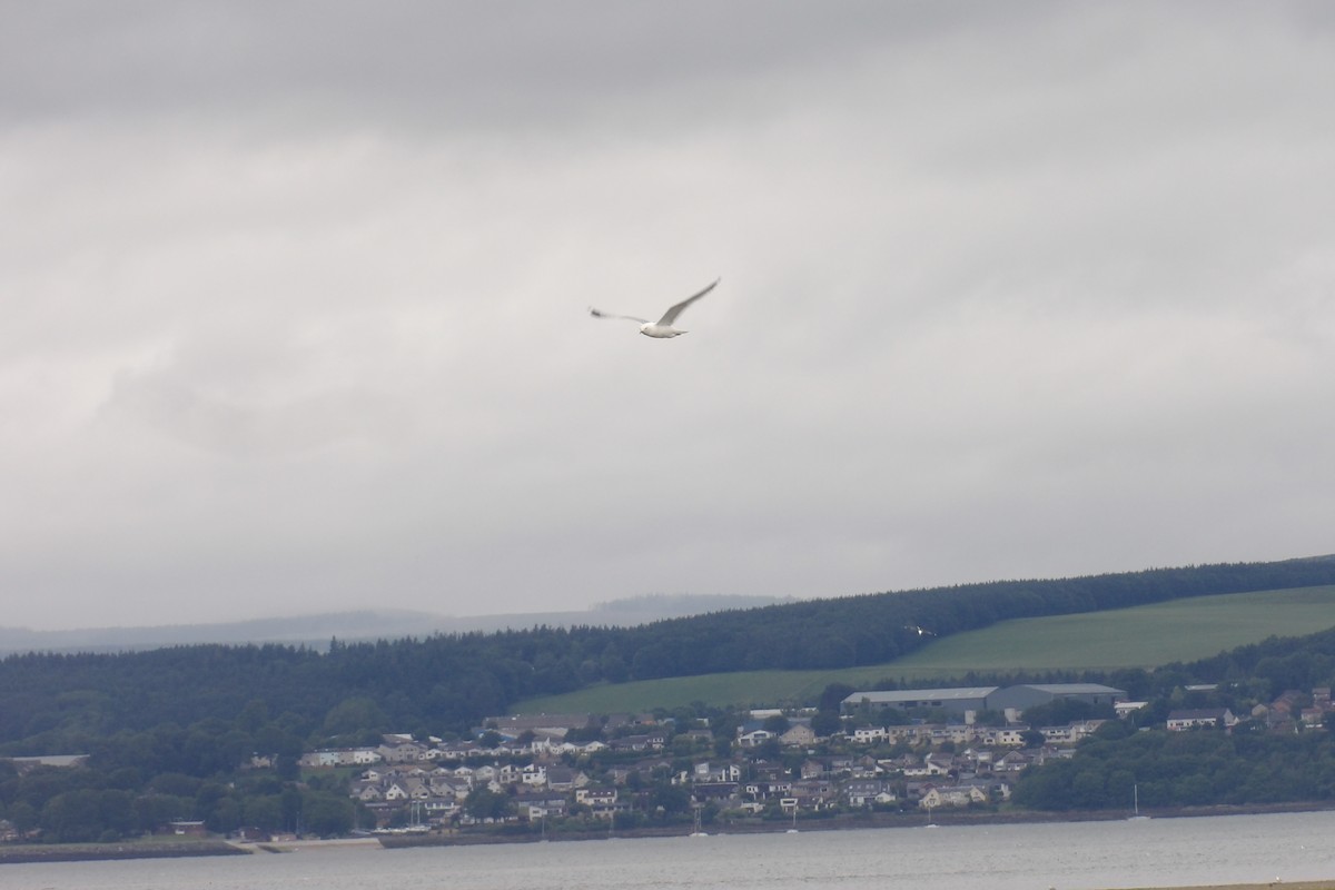 Common Gull - ML638142896