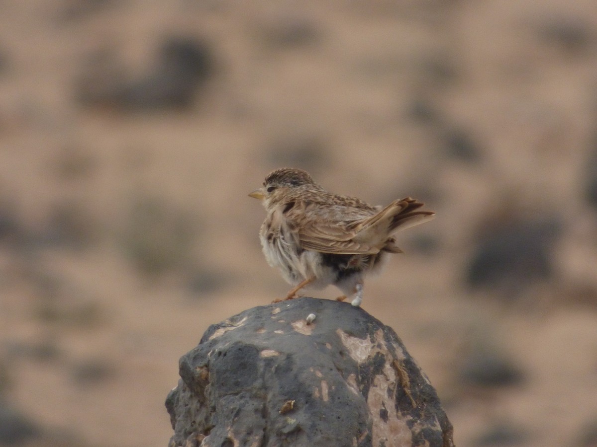 Mediterranean Short-toed Lark - ML638142900
