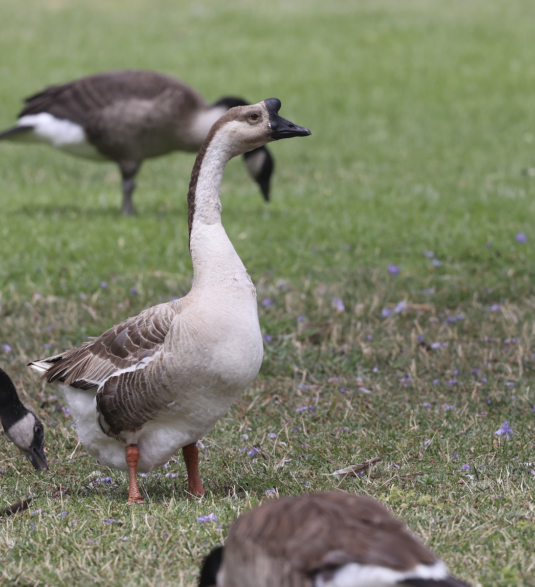 Swan Goose (Domestic type) - ML638142902