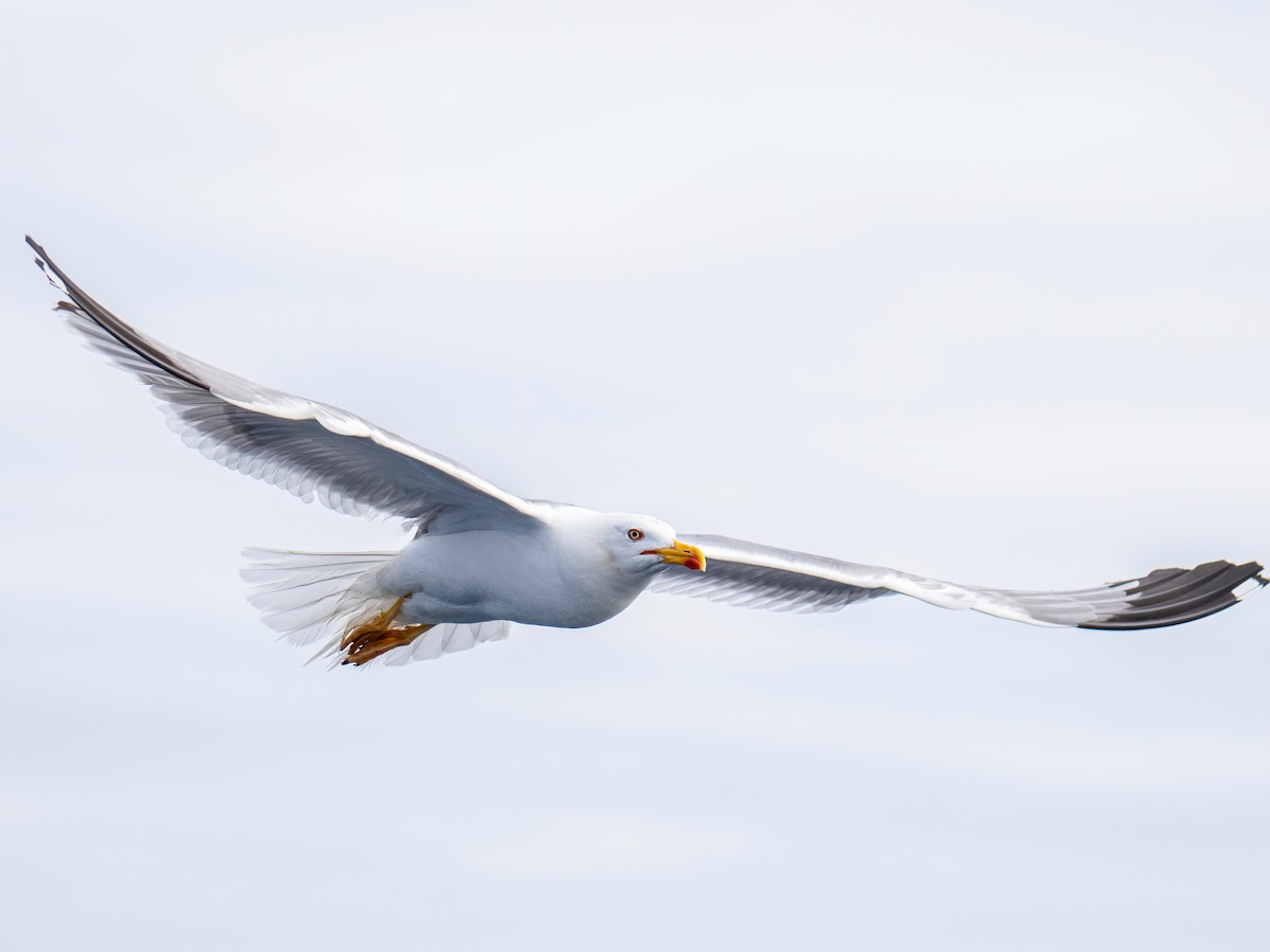 gulbeinmåke - ML638142965