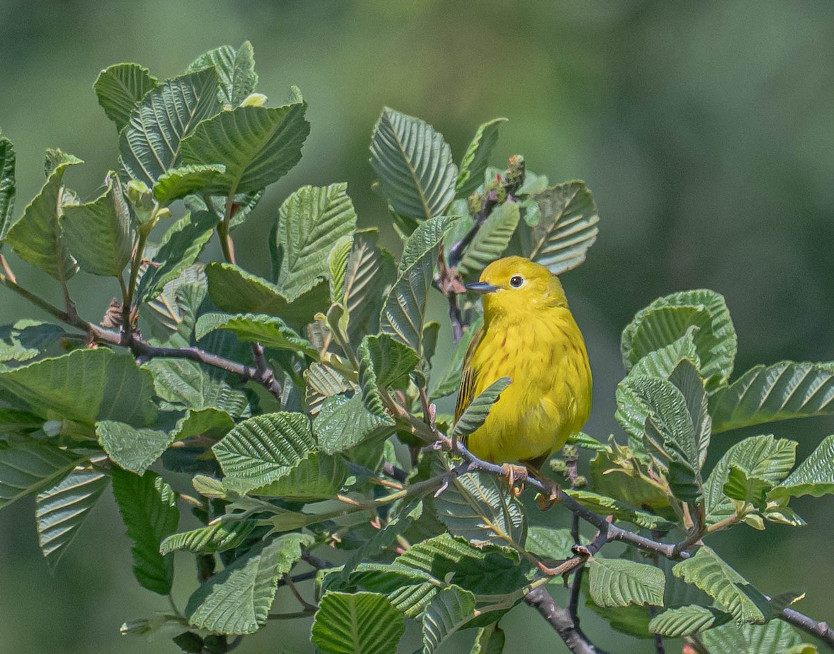 gulparula - ML638142981
