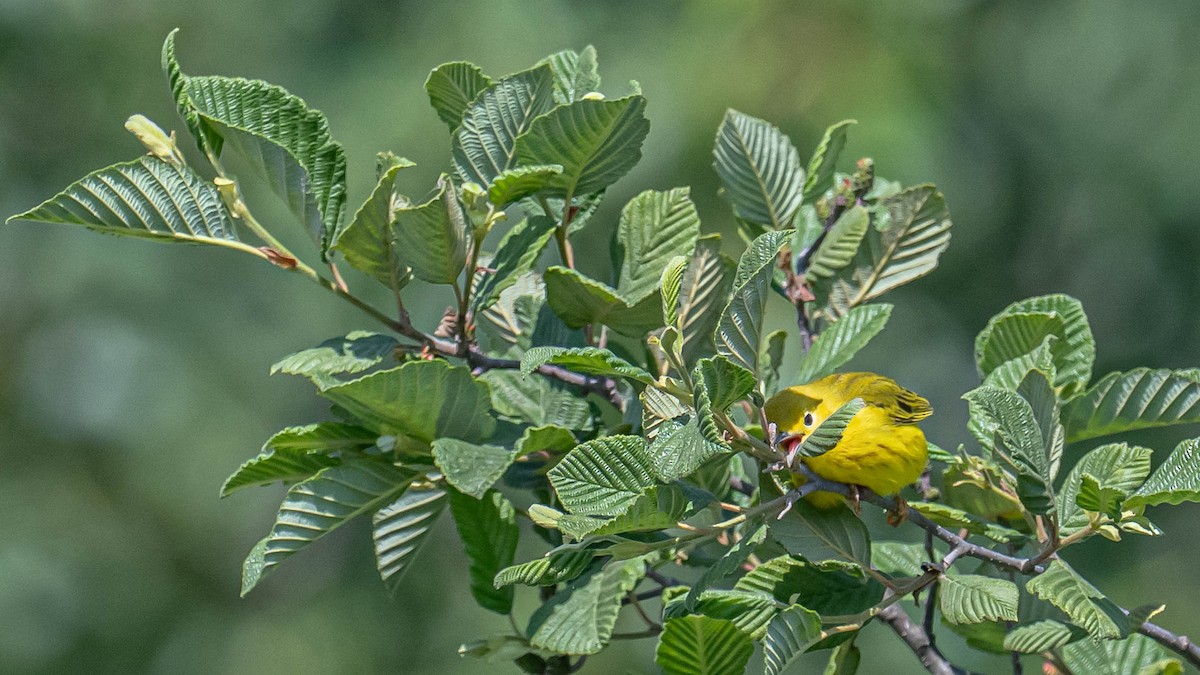 gulparula - ML638142986