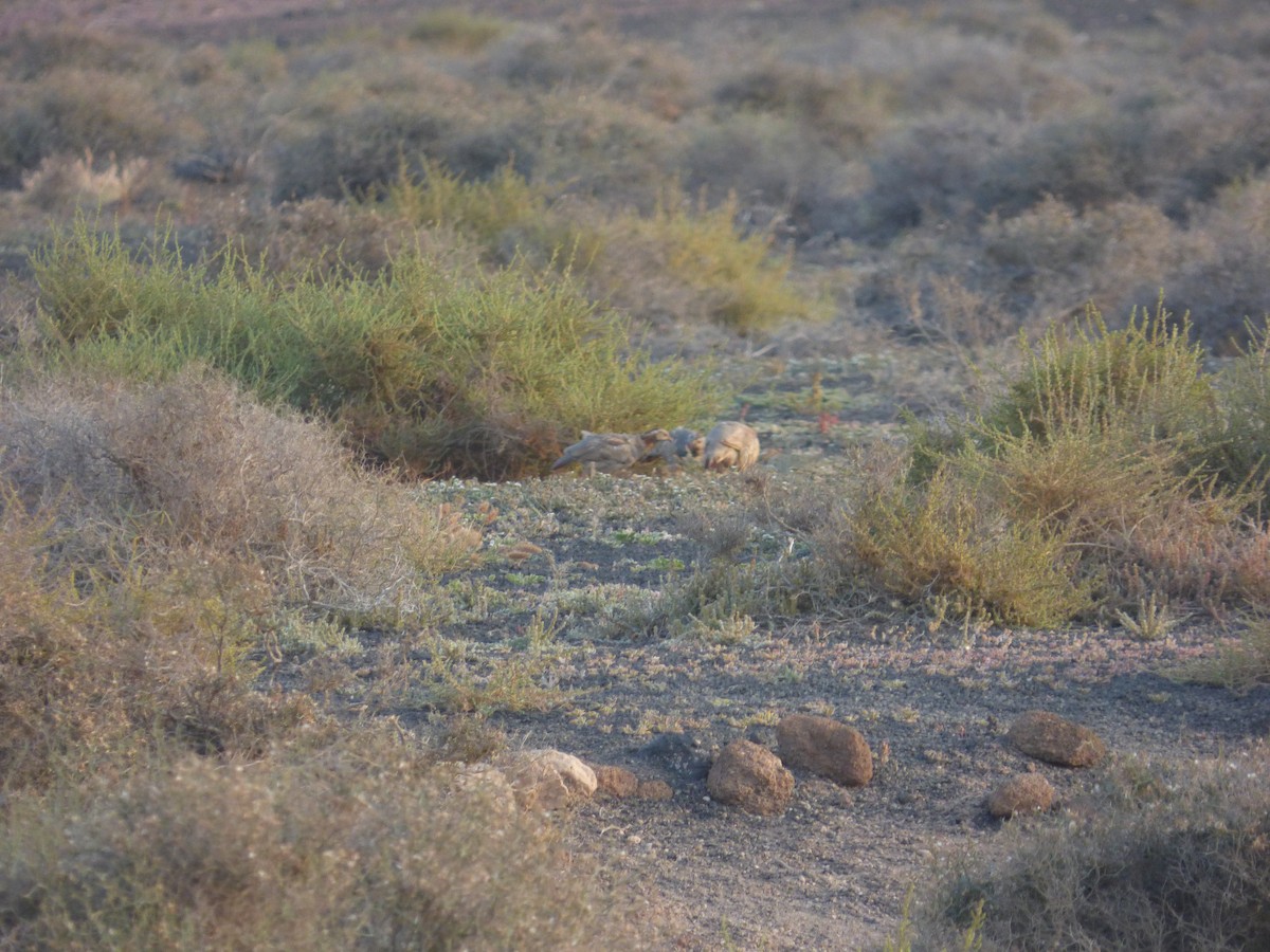 Barbary Partridge - ML638142988