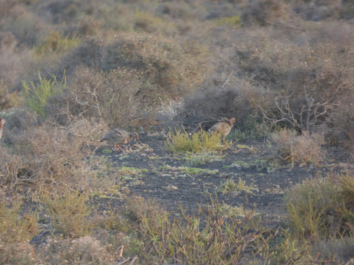 Barbary Partridge - ML638142989