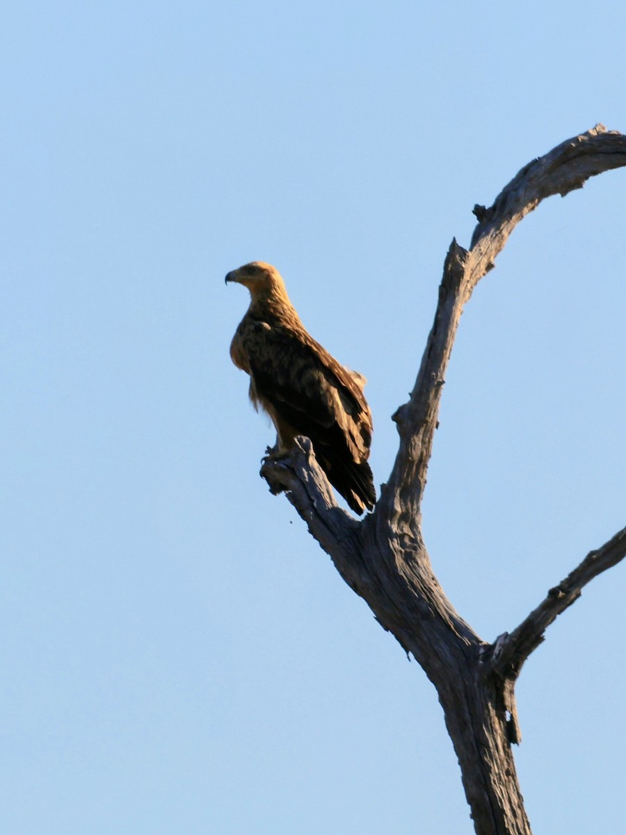 Tawny Eagle - ML638142996