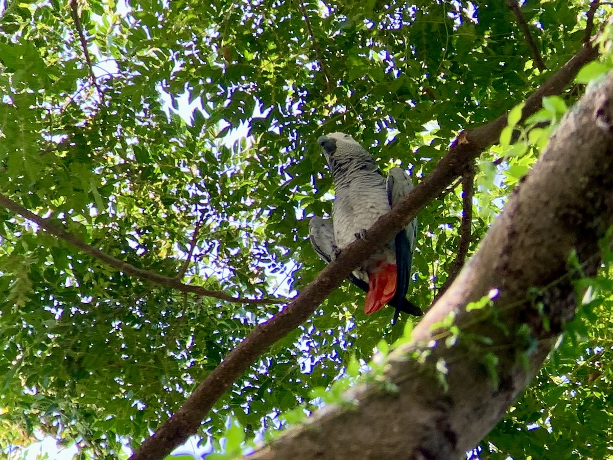 Gray Parrot - ML638142998