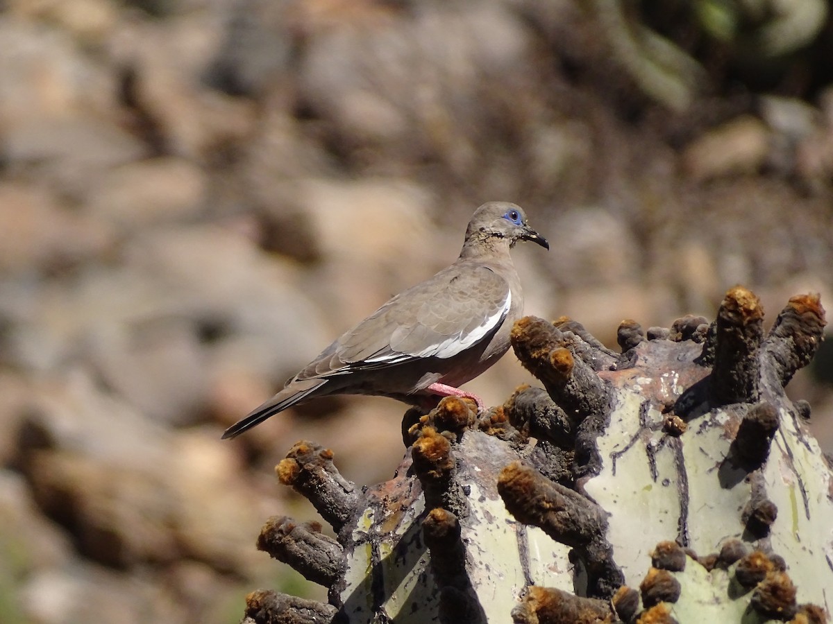 West Peruvian Dove - ML638143001