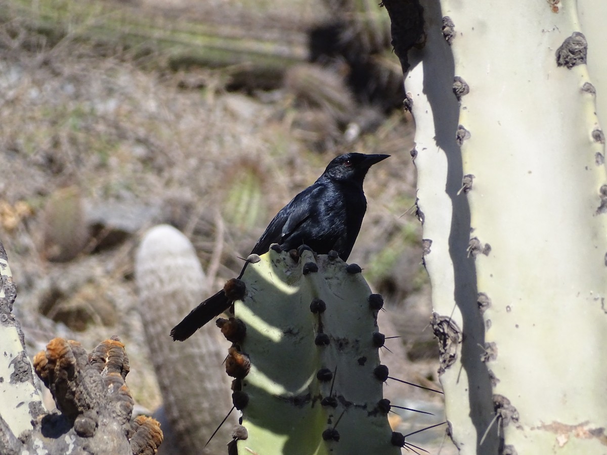 Scrub Blackbird - ML638143004