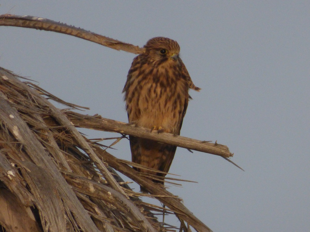 Eurasian Kestrel (Canary Is.) - ML638143009