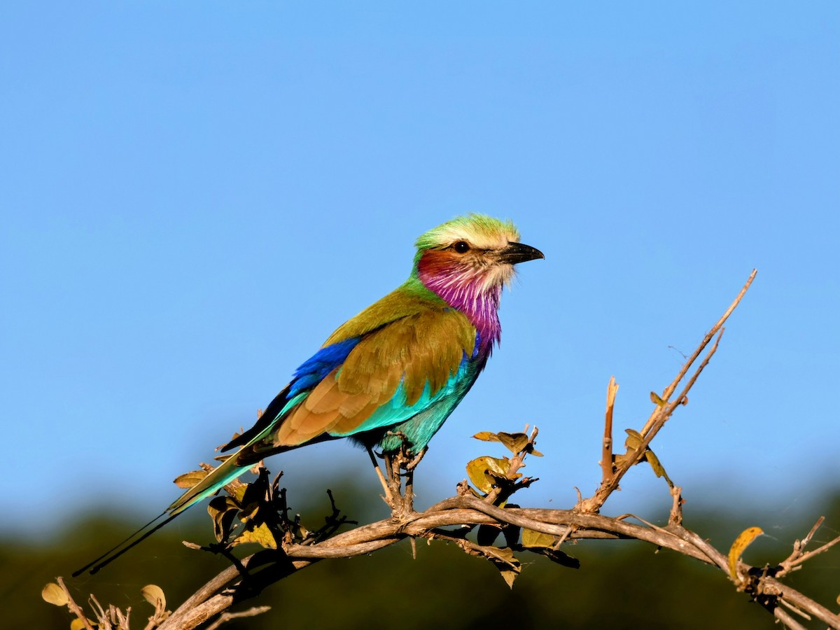 Lilac-breasted Roller (Lilac-breasted) - ML638143013