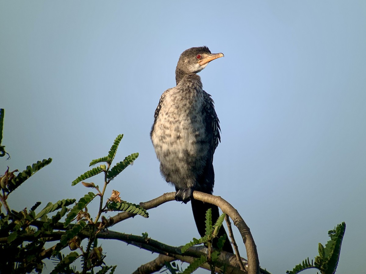 Reed Cormorant - ML638143019