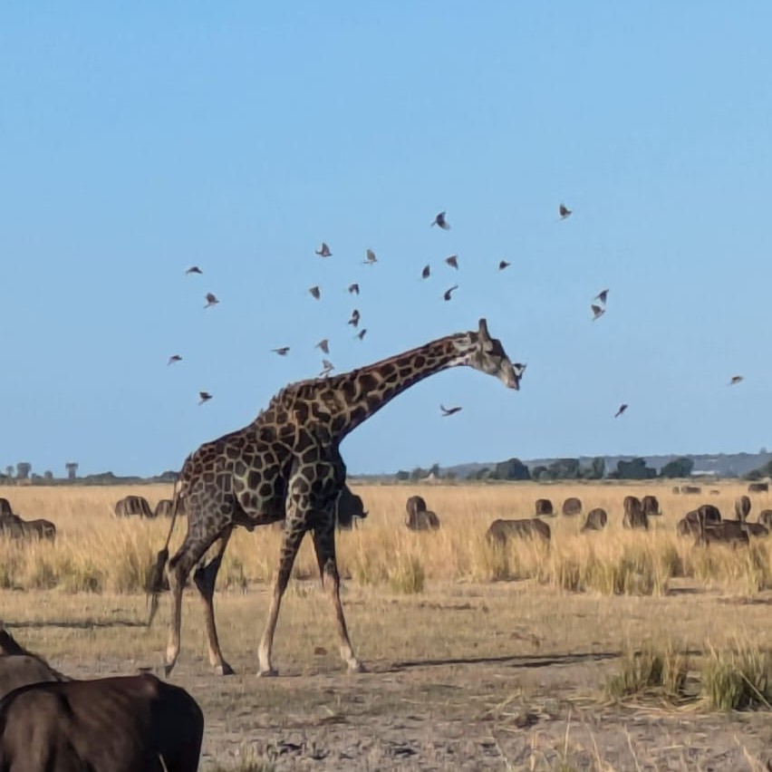 Red-billed Oxpecker - ML638143021
