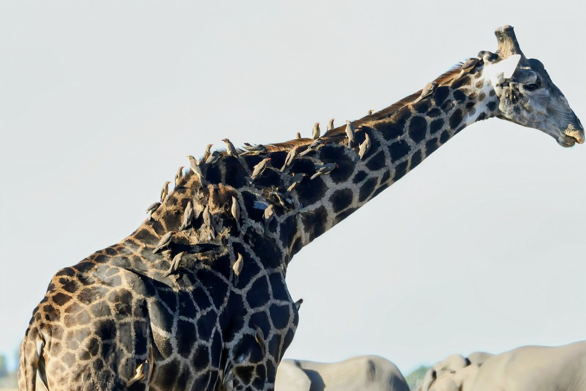 Red-billed Oxpecker - ML638143022