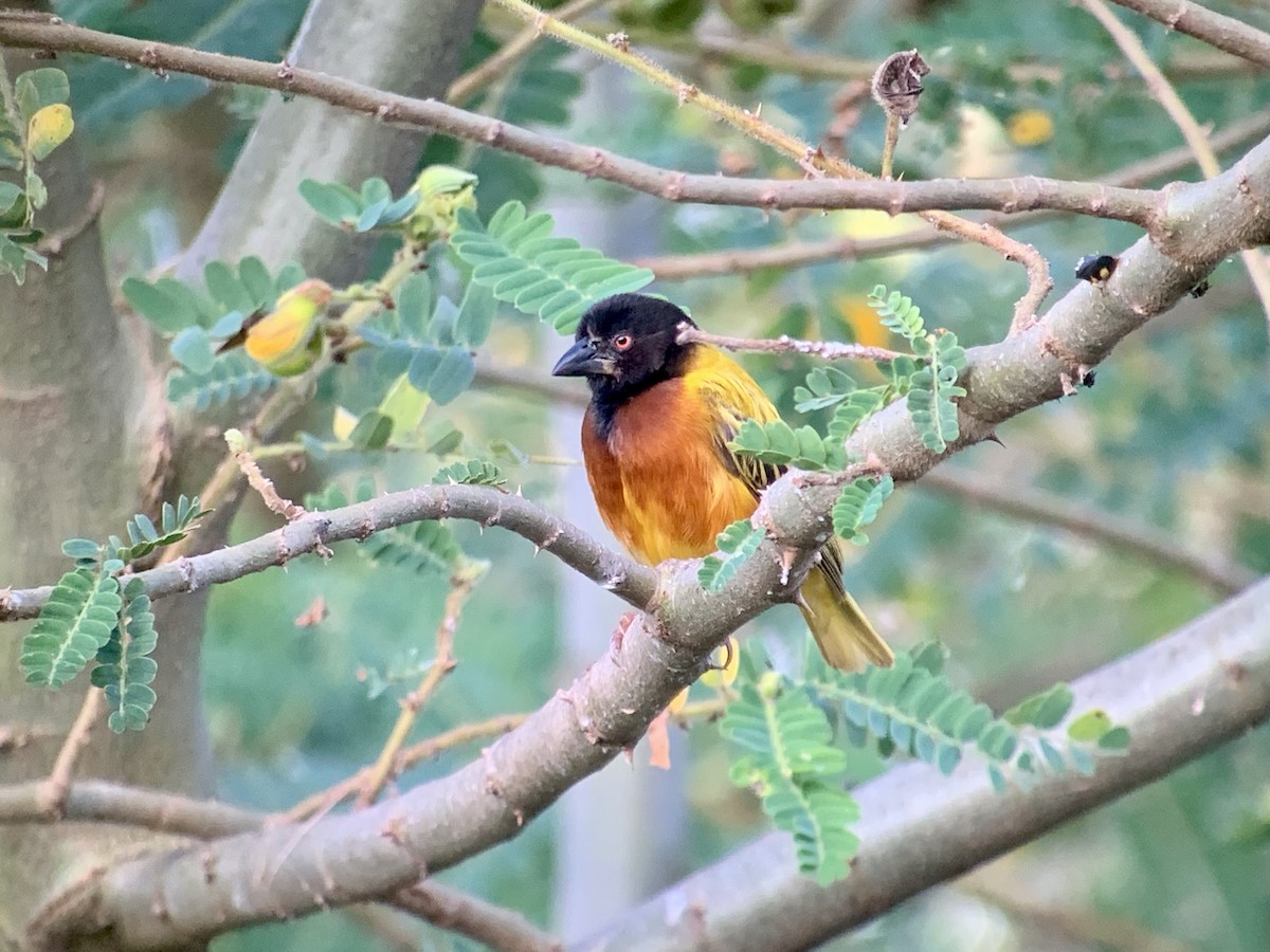 Golden-backed Weaver - ML638143025