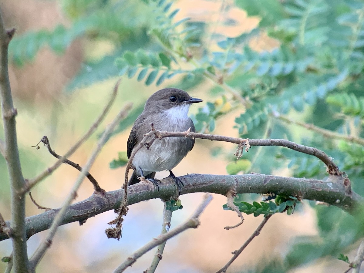 Swamp Flycatcher - ML638143031