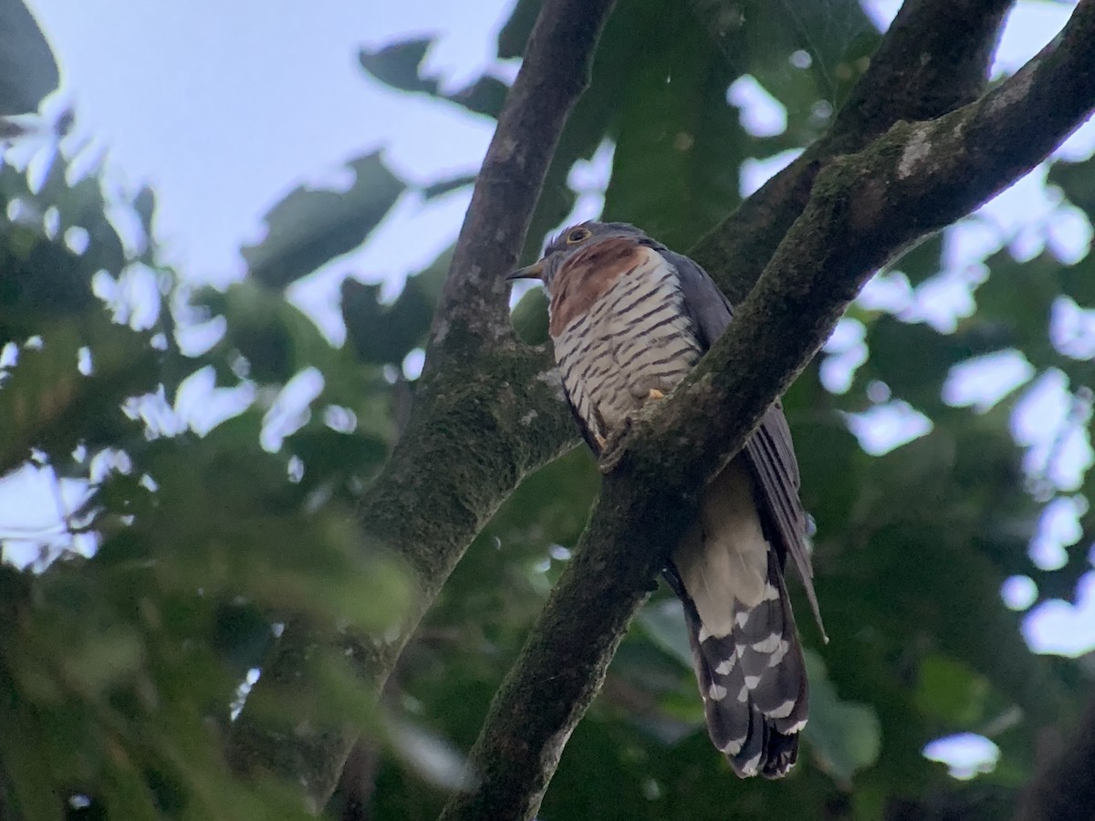 Red-chested Cuckoo - ML638143049
