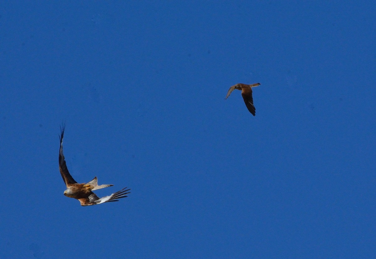 Eurasian Kestrel - ML638143052