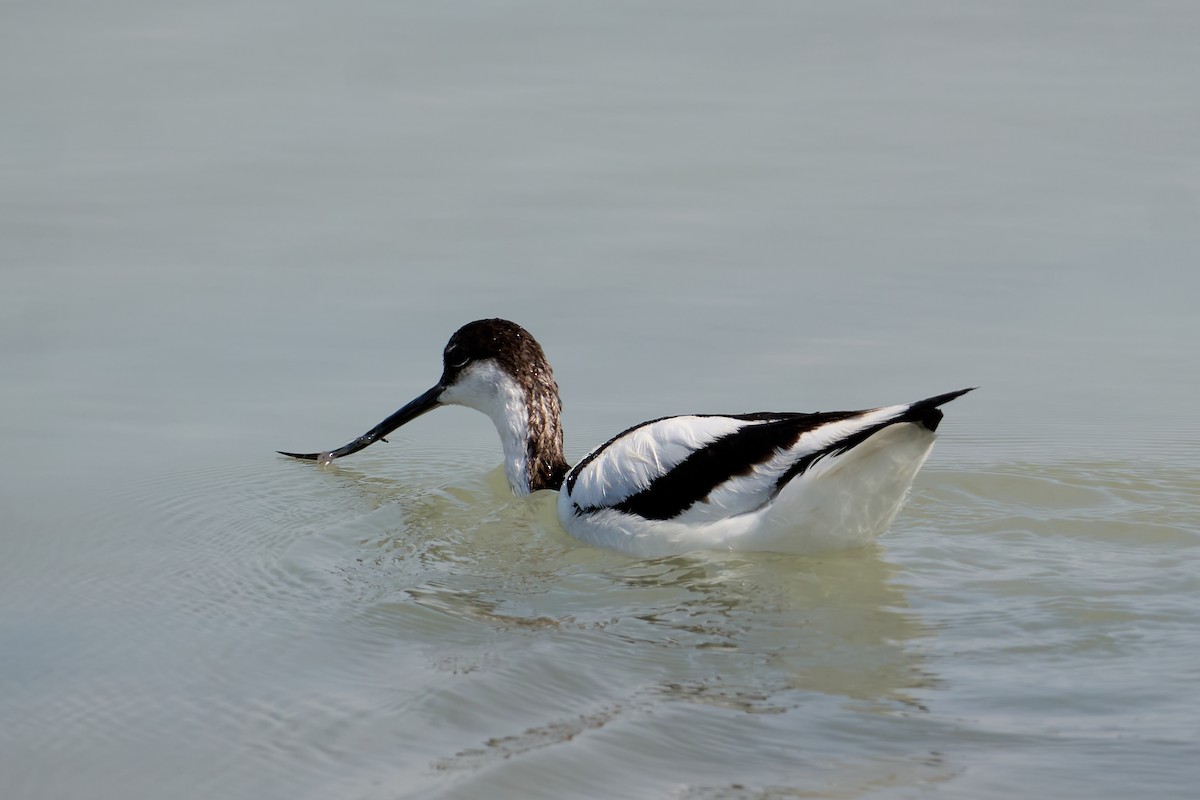 Pied Avocet - ML638143053