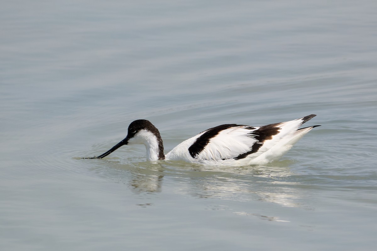 Pied Avocet - ML638143054