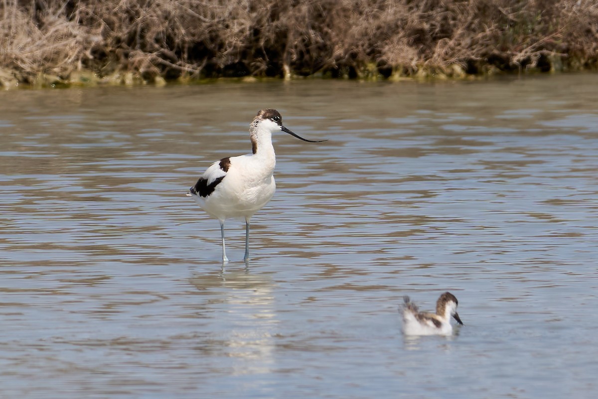 Pied Avocet - ML638143055