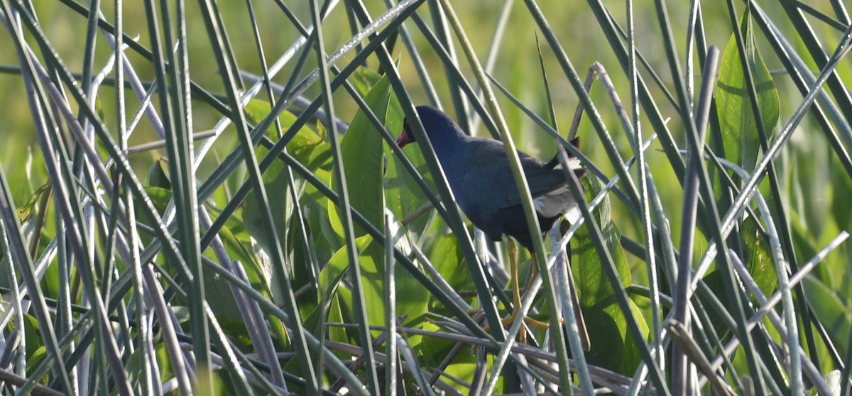 Purple Gallinule - ML638143056