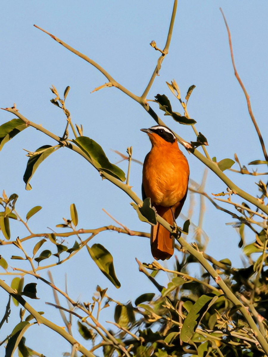 White-browed Robin-Chat - ML638143058