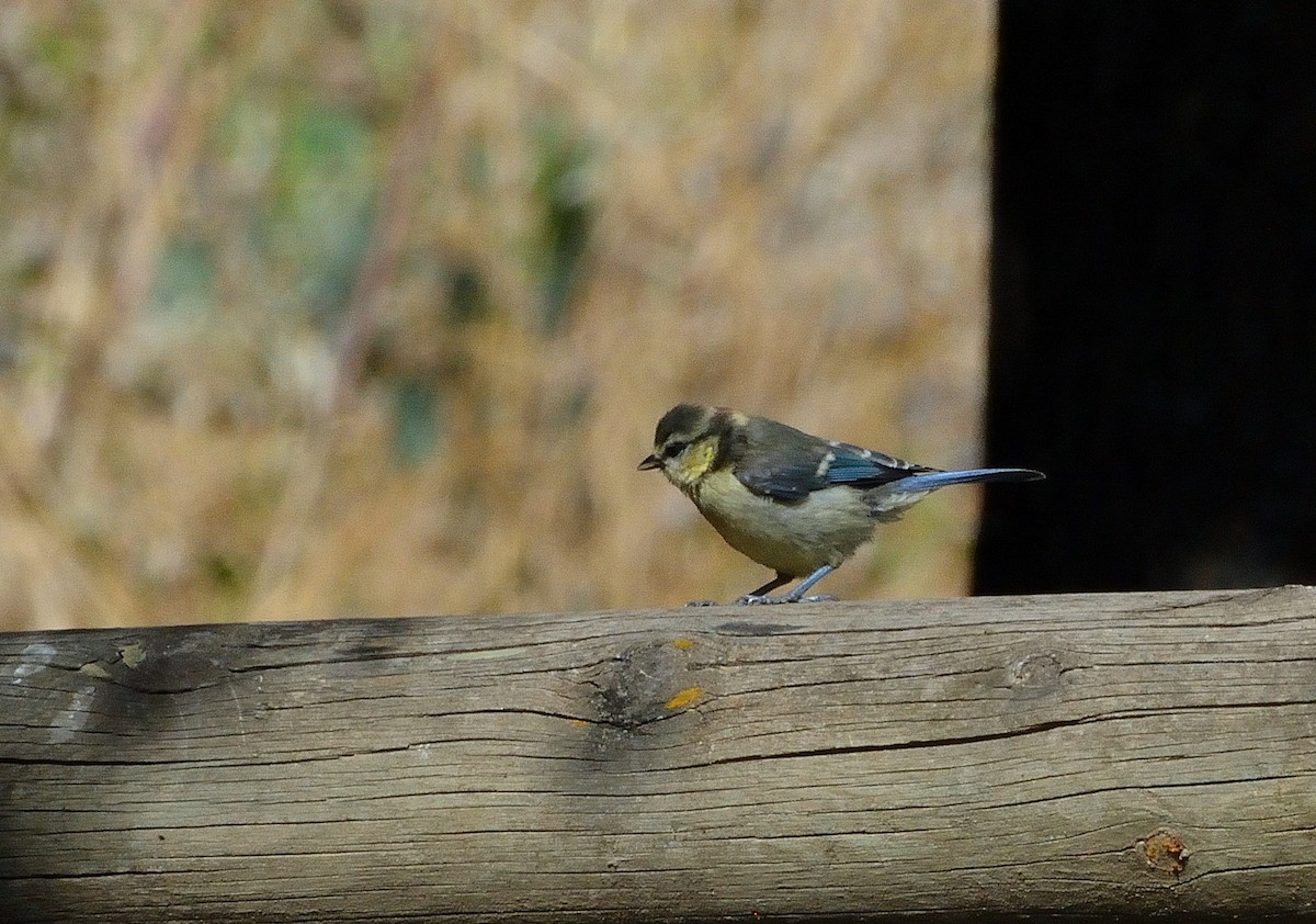 Eurasian Blue Tit - ML638143059