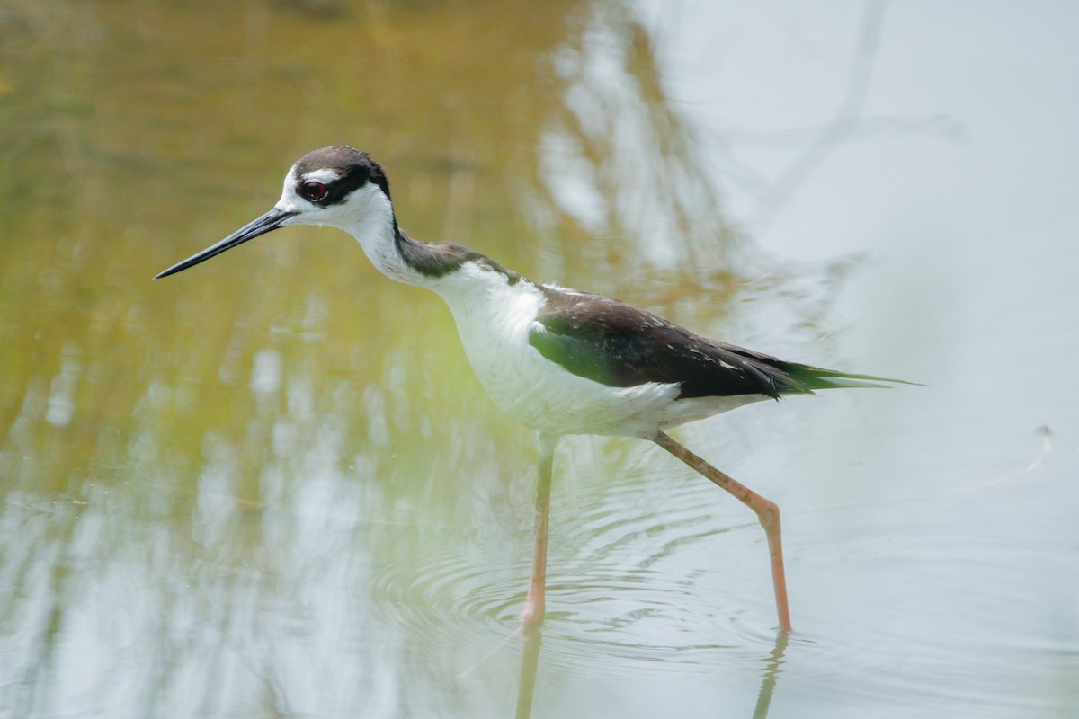 Black-necked Stilt - ML638143060