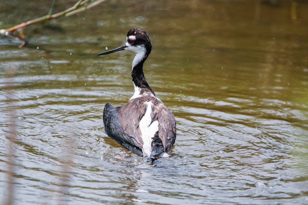 Black-necked Stilt - ML638143062