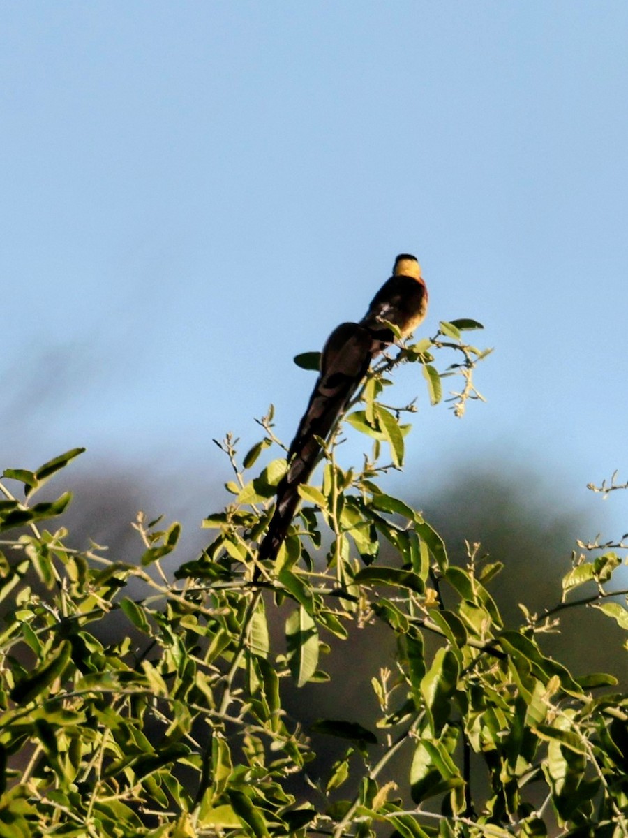 Eastern Paradise-Whydah - ML638143064
