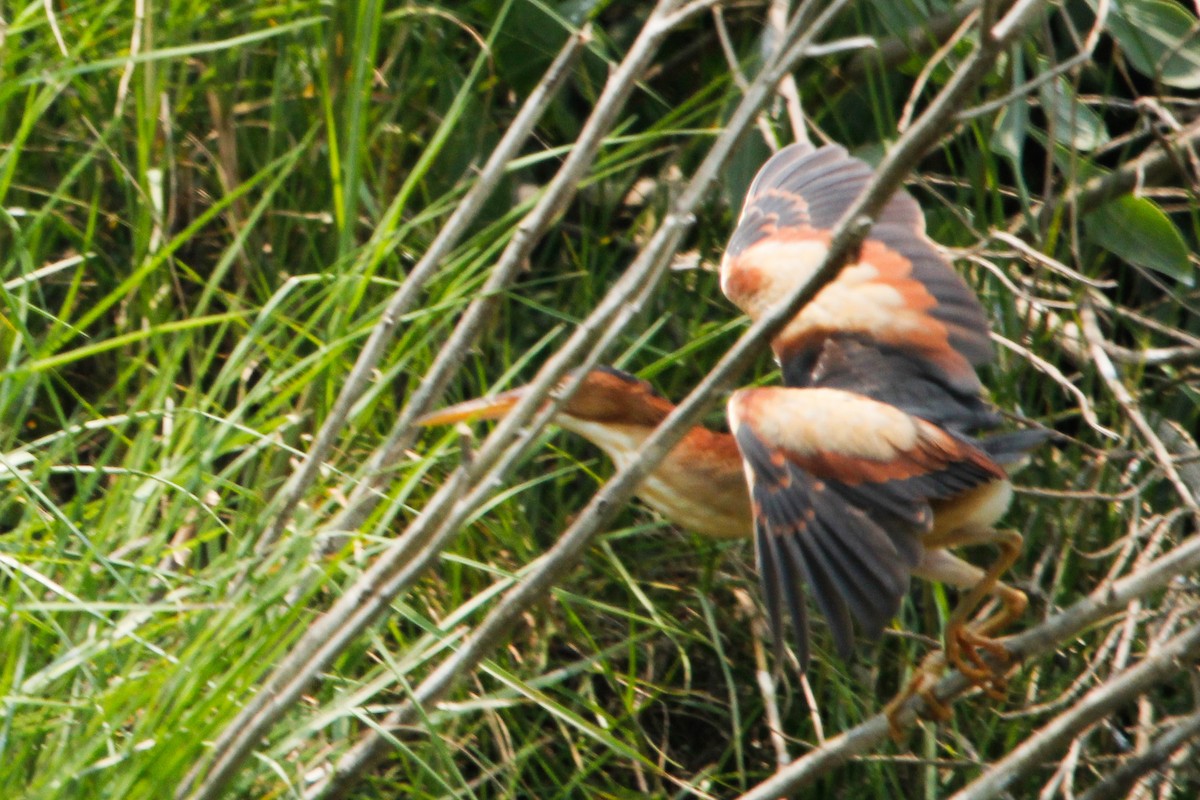 Least Bittern - ML638143072