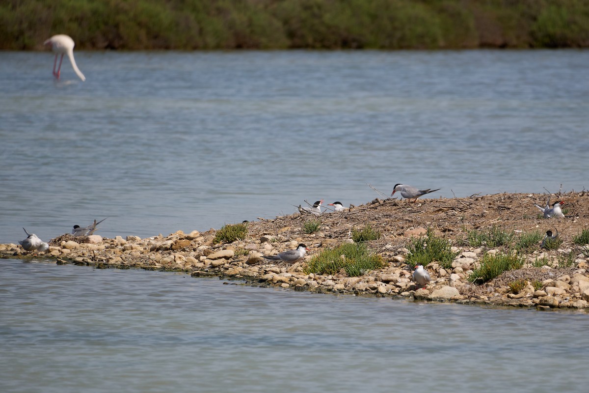 Common Tern - ML638143073