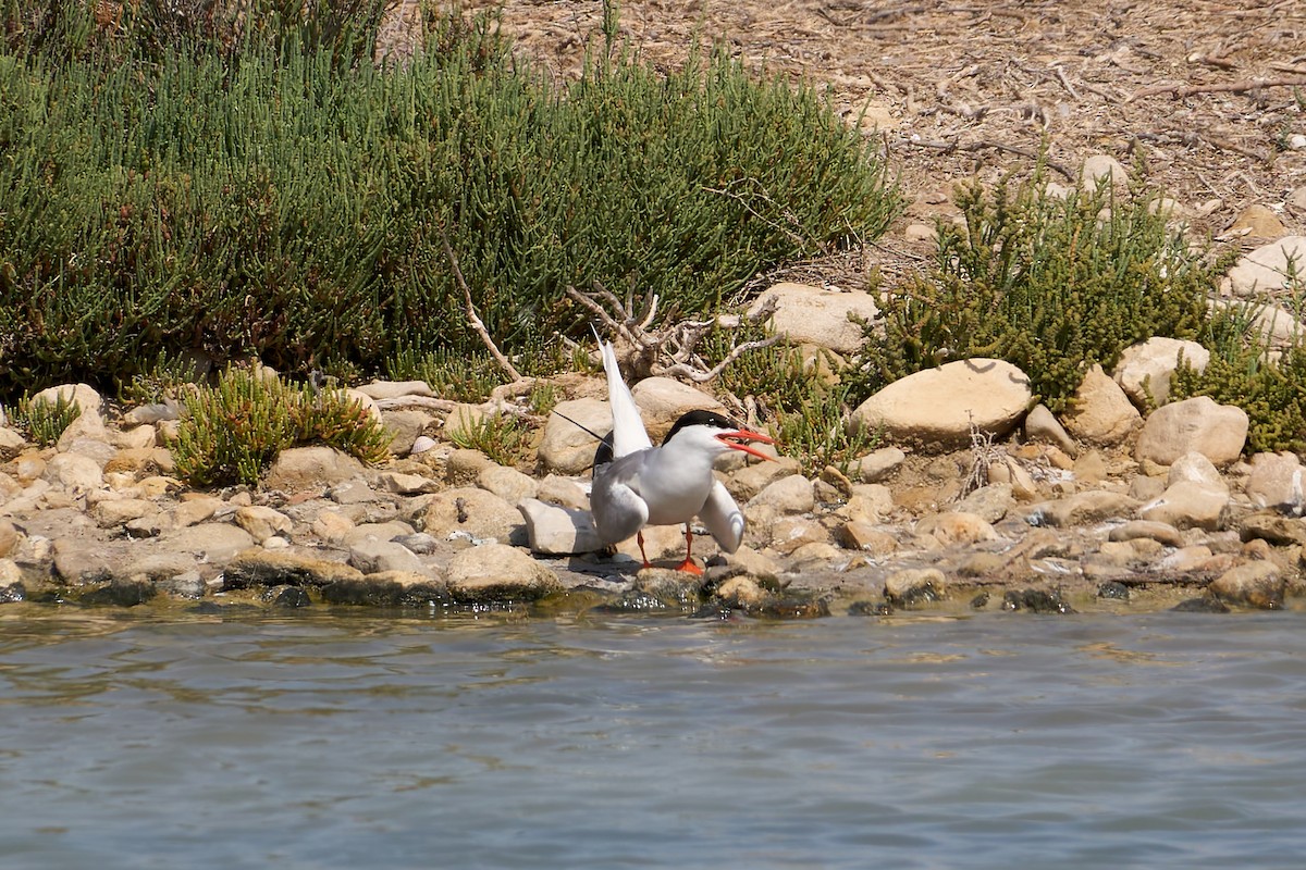 Common Tern - ML638143076