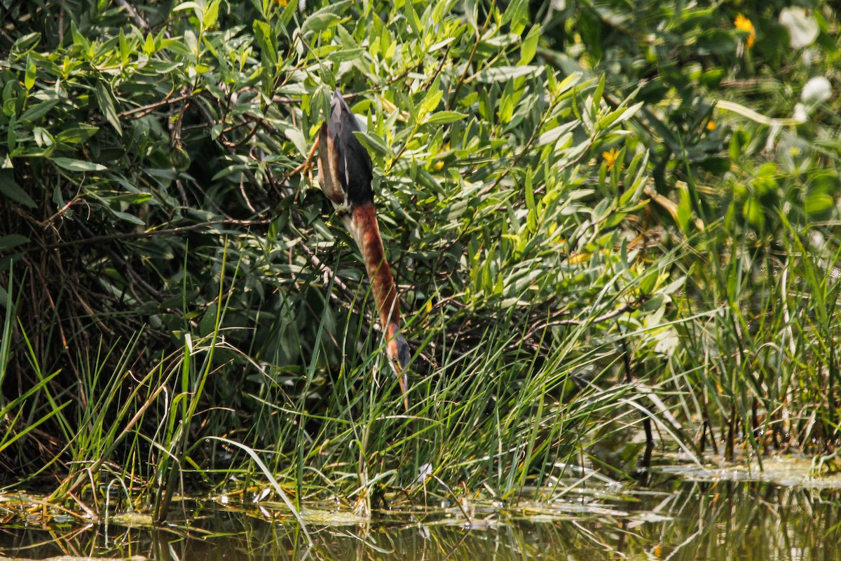 Least Bittern - ML638143077