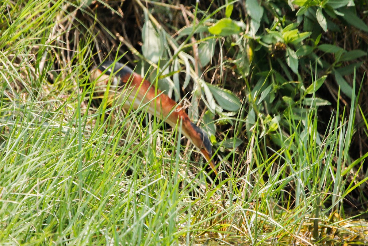 Least Bittern - ML638143078