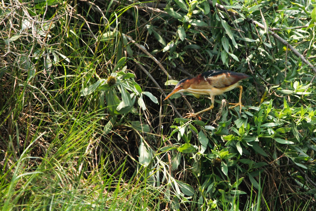 Least Bittern - ML638143079