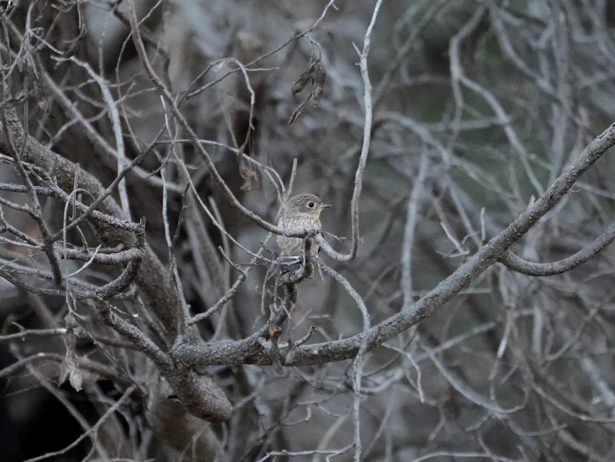 Red-capped Robin - ML638143080