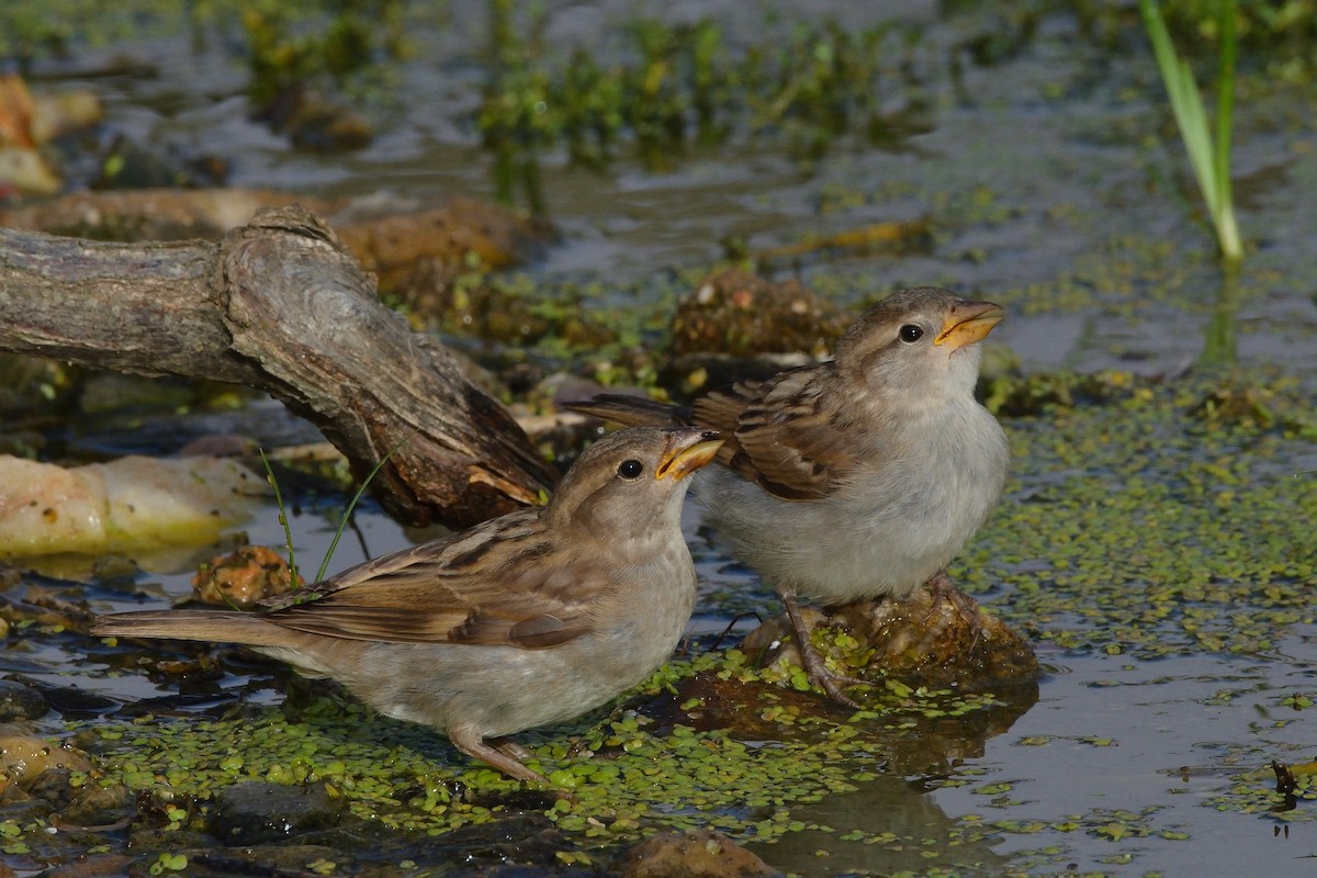 House Sparrow - ML638143082