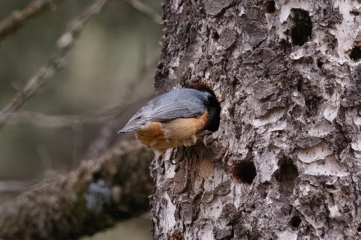 Red-breasted Nuthatch - ML638143084