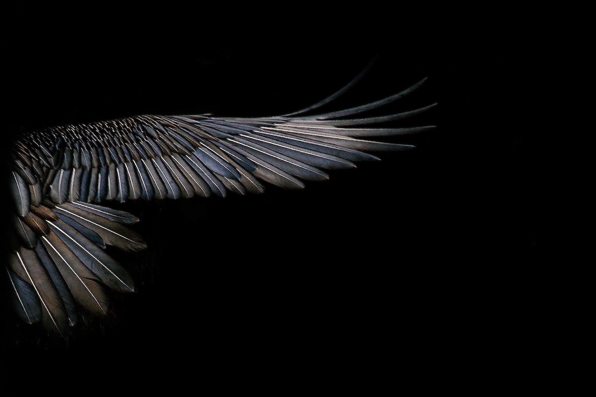 Bearded Vulture - ML638143085