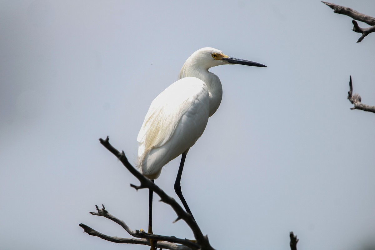 Snowy Egret - ML638143095