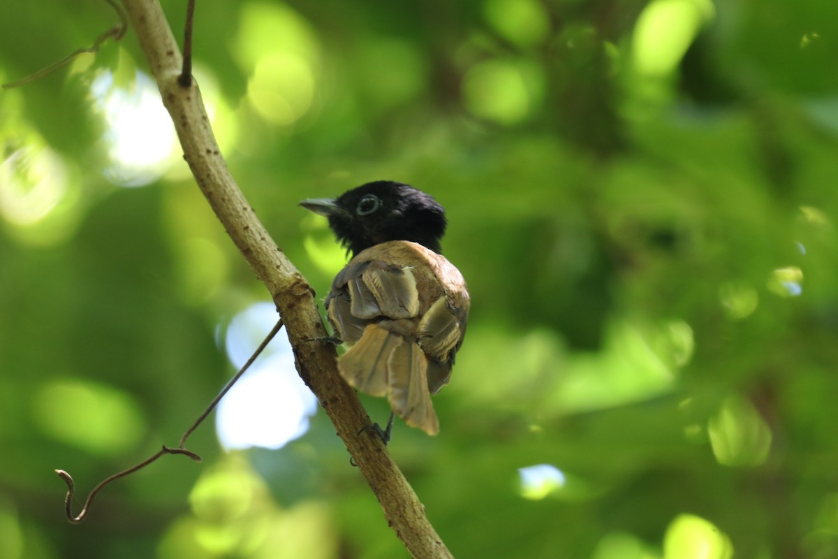 Black Paradise-Flycatcher (Philippines) - ML638143106