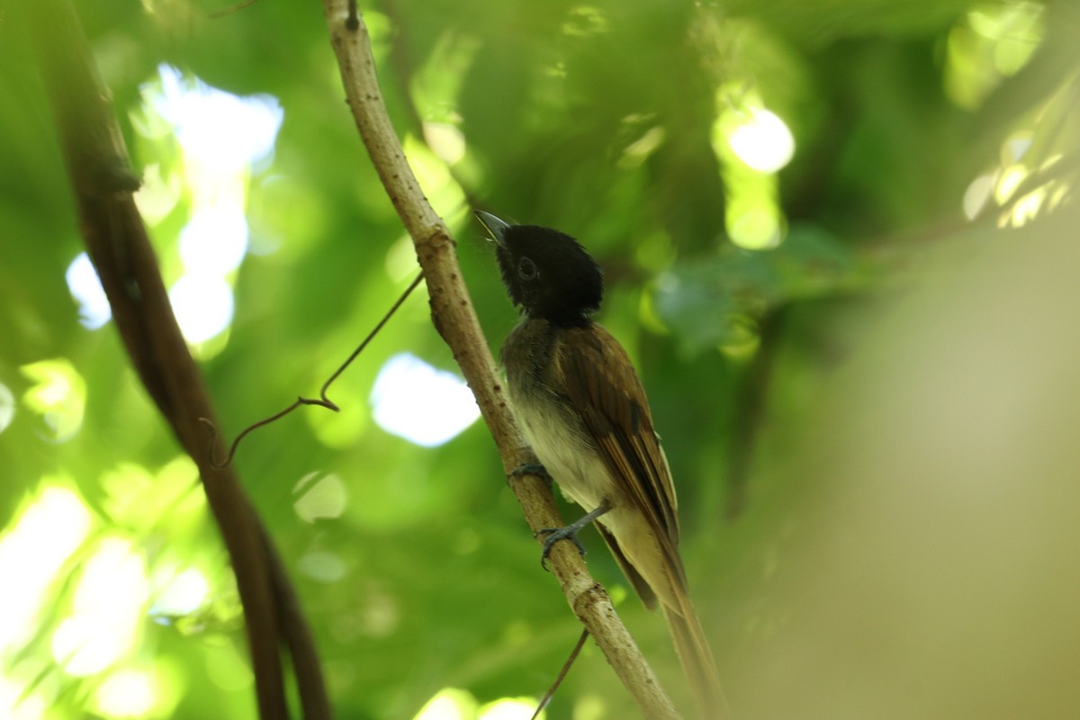 Black Paradise-Flycatcher (Philippines) - ML638143110