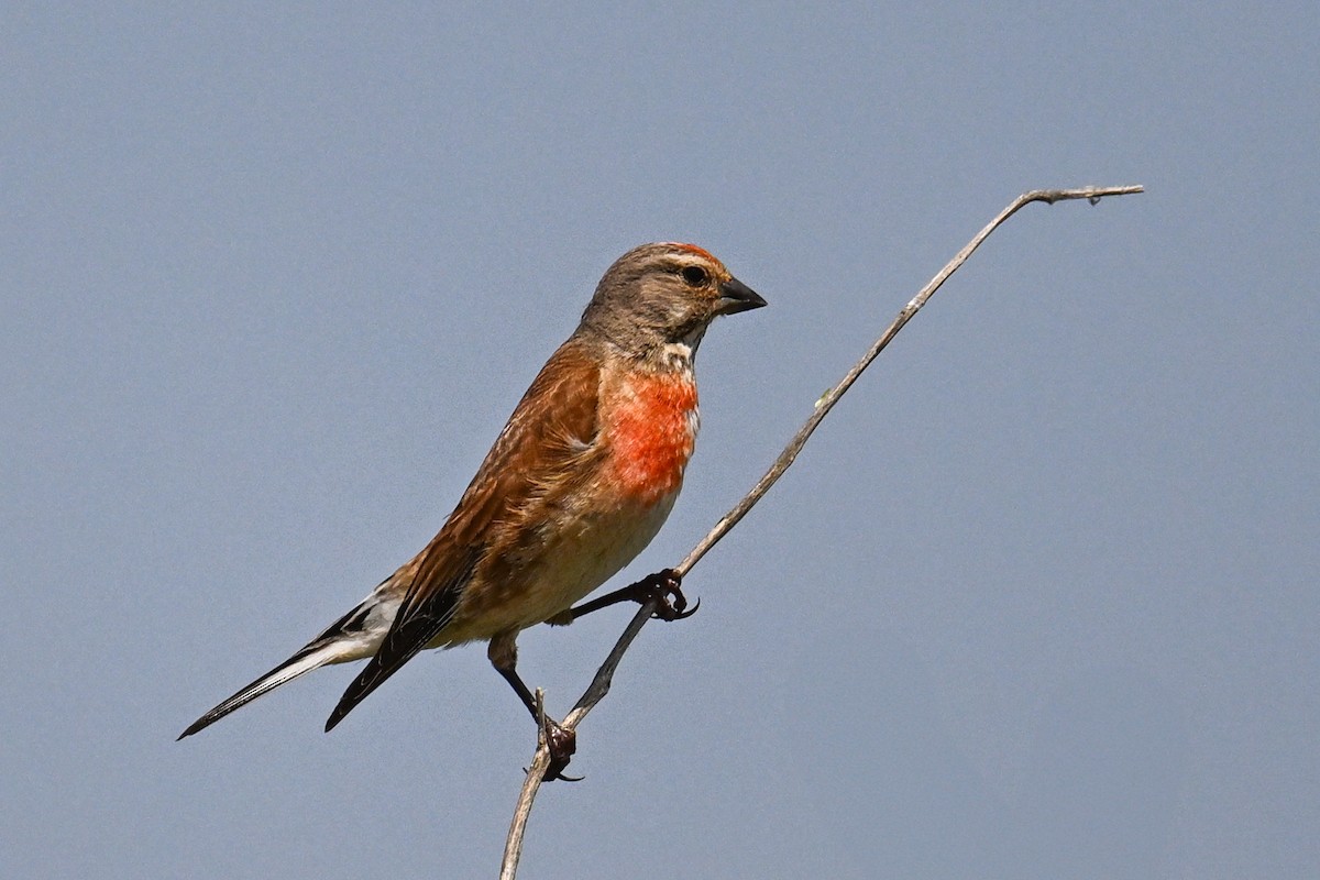 Ketenkuşu - ML638143177