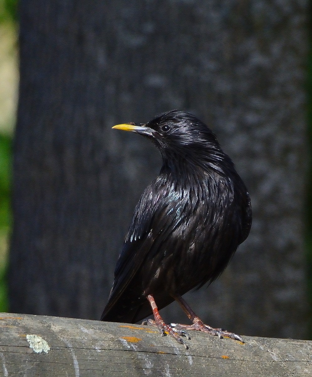 Spotless Starling - ML638143179