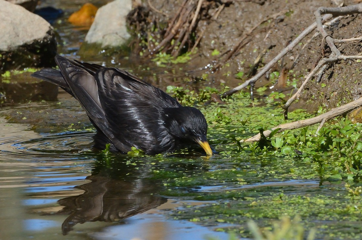 Spotless Starling - ML638143180