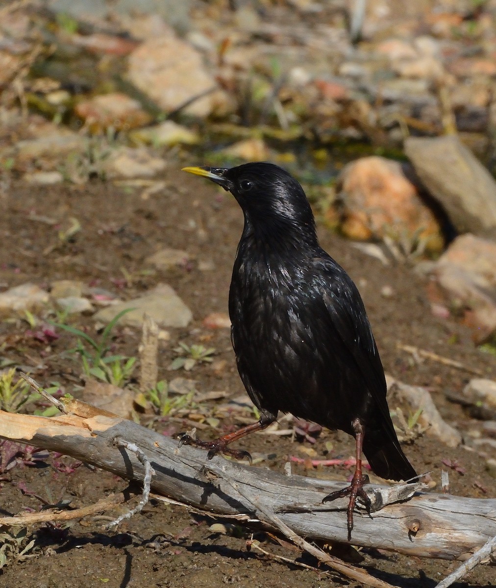 Spotless Starling - ML638143185