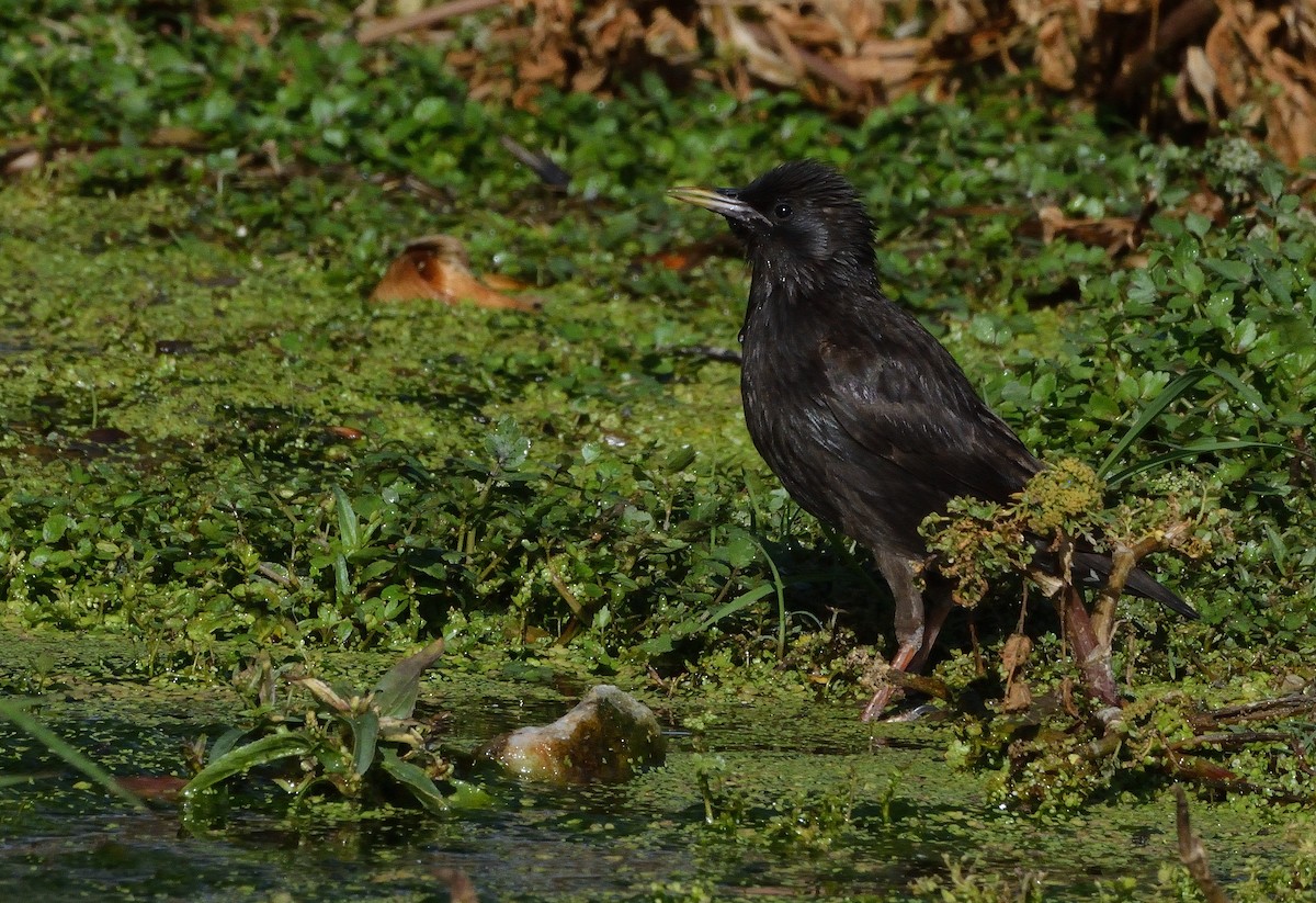 Spotless Starling - ML638143186