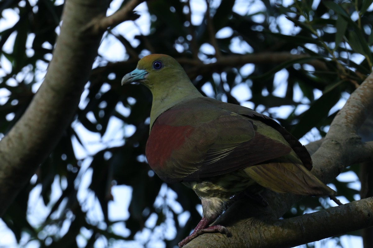 Whistling Green-Pigeon - ML638143198